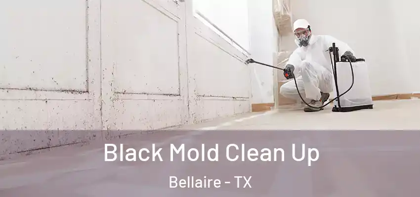  Black Mold Clean Up Bellaire - TX