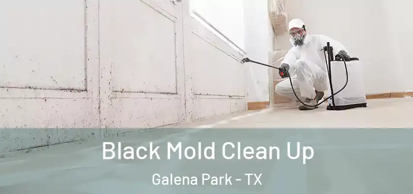 Black Mold Clean Up Galena Park - TX