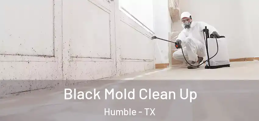  Black Mold Clean Up Humble - TX