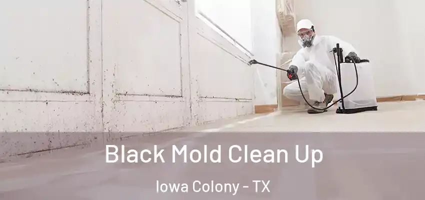 Black Mold Clean Up Iowa Colony - TX