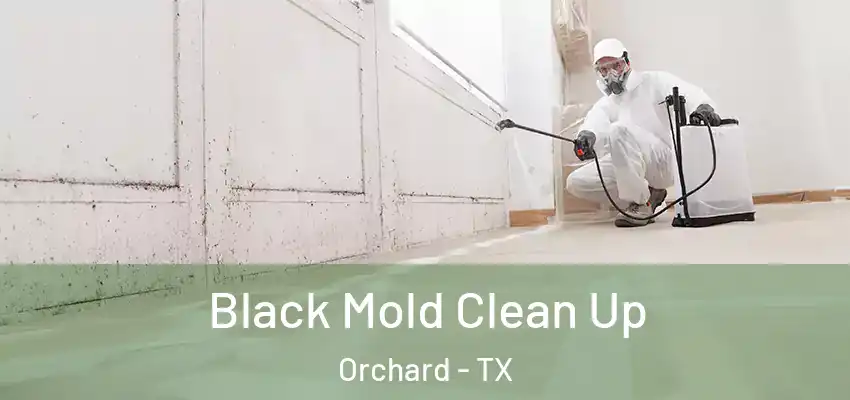  Black Mold Clean Up Orchard - TX