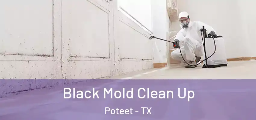  Black Mold Clean Up Poteet - TX