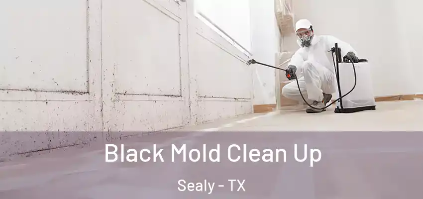  Black Mold Clean Up Sealy - TX