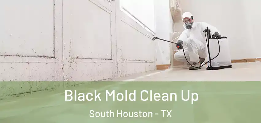 Black Mold Clean Up South Houston - TX