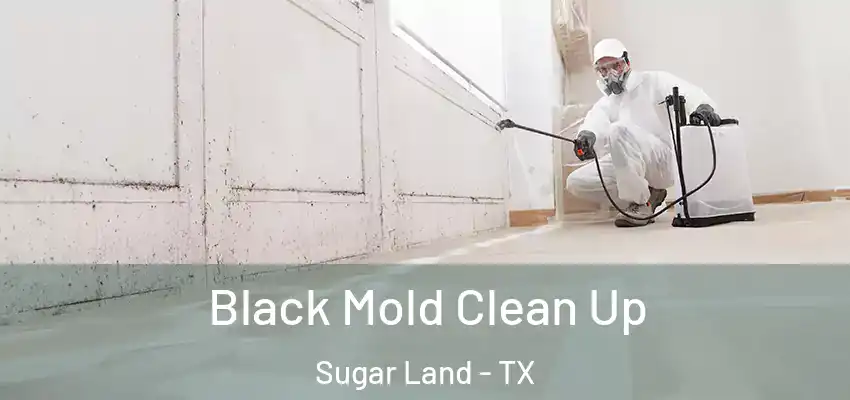  Black Mold Clean Up Sugar Land - TX