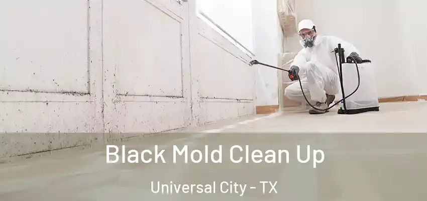  Black Mold Clean Up Universal City - TX