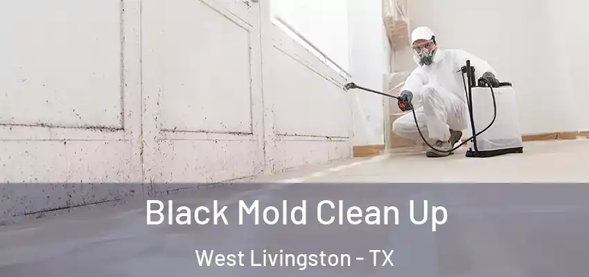 Black Mold Clean Up West Livingston - TX