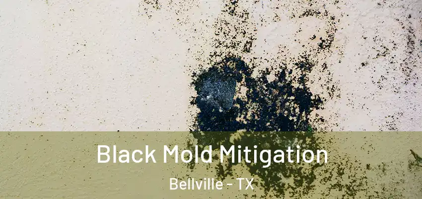  Black Mold Mitigation Bellville - TX