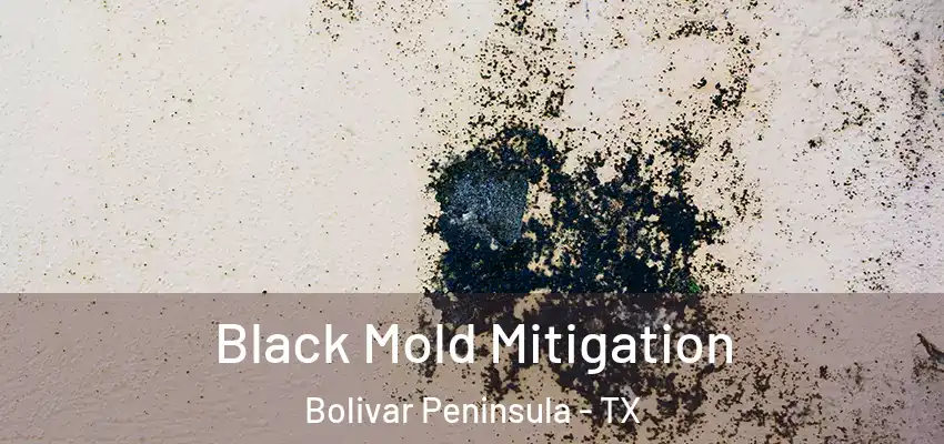  Black Mold Mitigation Bolivar Peninsula - TX