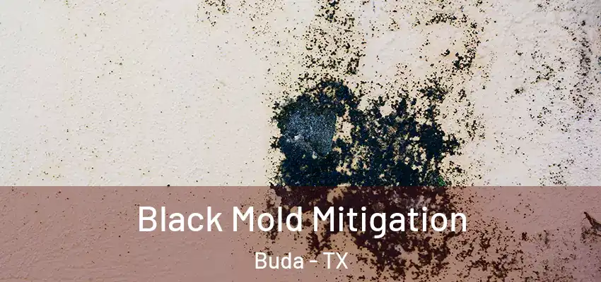 Black Mold Mitigation Buda - TX