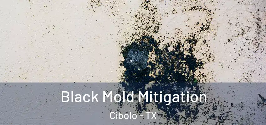  Black Mold Mitigation Cibolo - TX