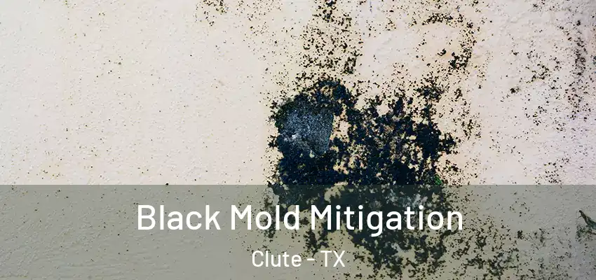  Black Mold Mitigation Clute - TX