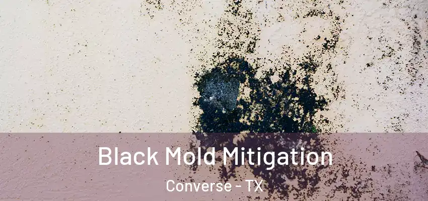  Black Mold Mitigation Converse - TX