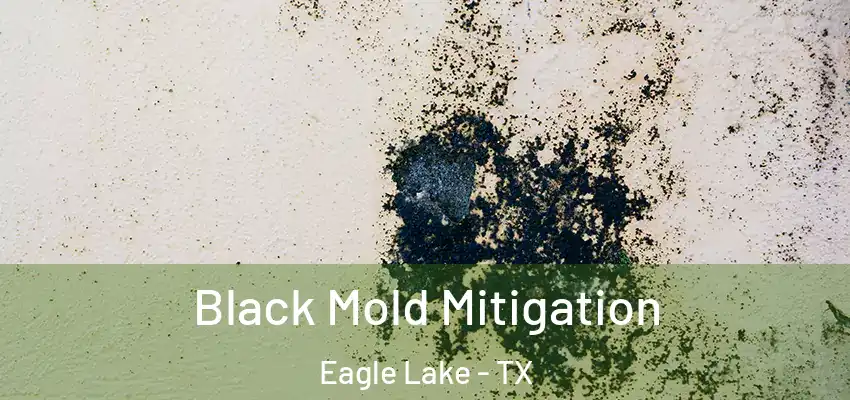 Black Mold Mitigation Eagle Lake - TX
