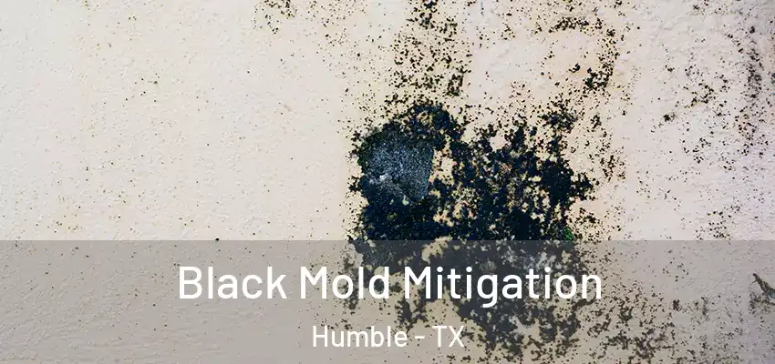  Black Mold Mitigation Humble - TX