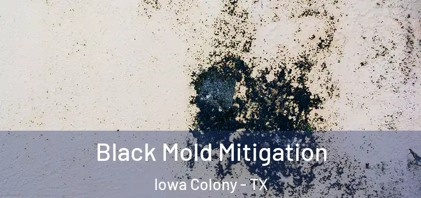  Black Mold Mitigation Iowa Colony - TX