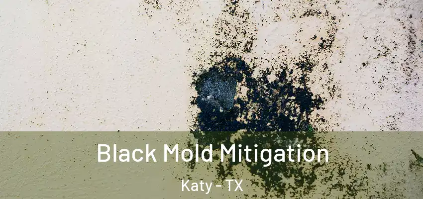  Black Mold Mitigation Katy - TX