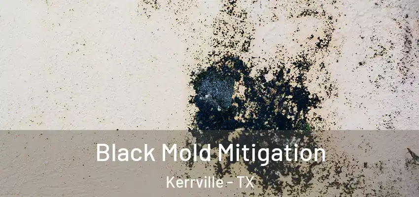 Black Mold Mitigation Kerrville - TX