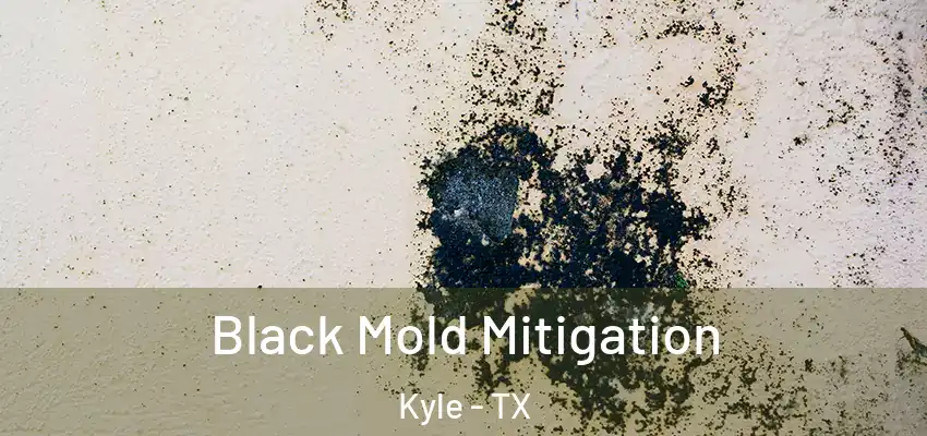  Black Mold Mitigation Kyle - TX