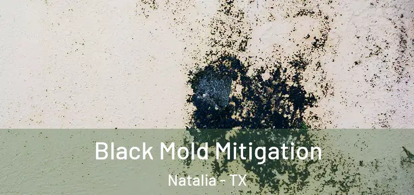  Black Mold Mitigation Natalia - TX
