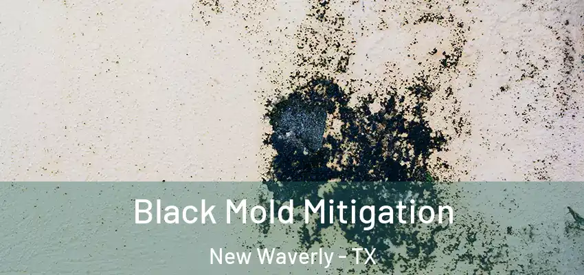 Black Mold Mitigation New Waverly - TX