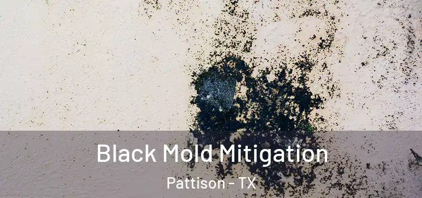  Black Mold Mitigation Pattison - TX