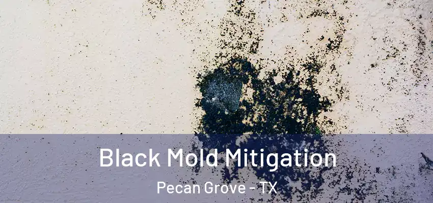 Black Mold Mitigation Pecan Grove - TX