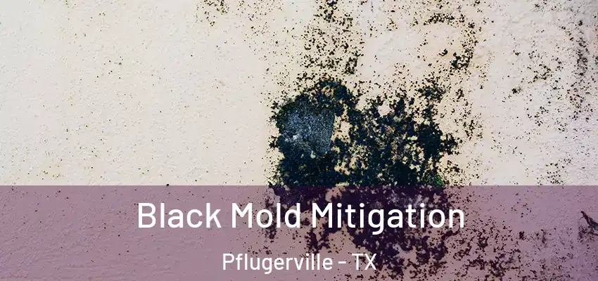  Black Mold Mitigation Pflugerville - TX