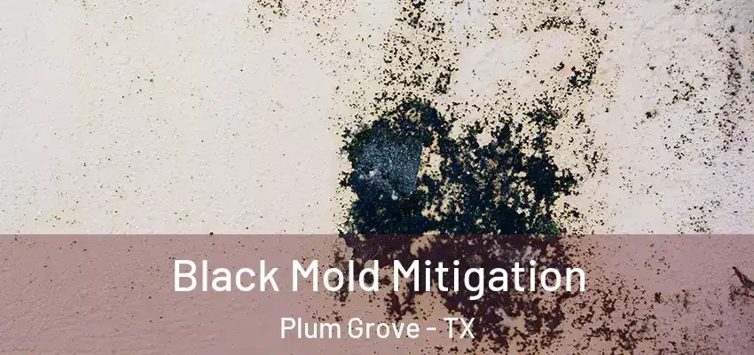Black Mold Mitigation Plum Grove - TX