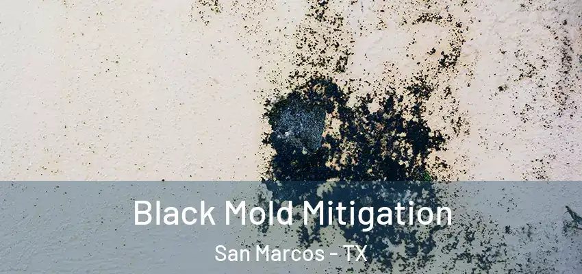Black Mold Mitigation San Marcos - TX