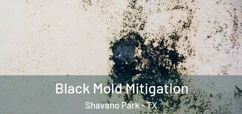  Black Mold Mitigation Shavano Park - TX