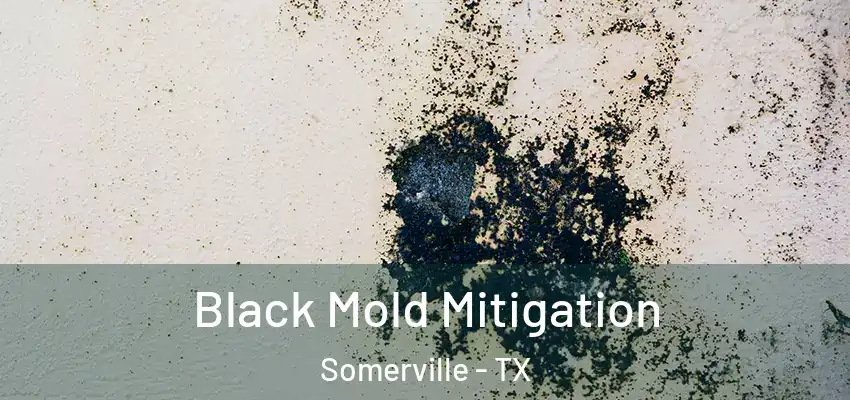  Black Mold Mitigation Somerville - TX
