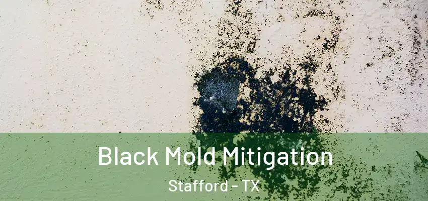  Black Mold Mitigation Stafford - TX