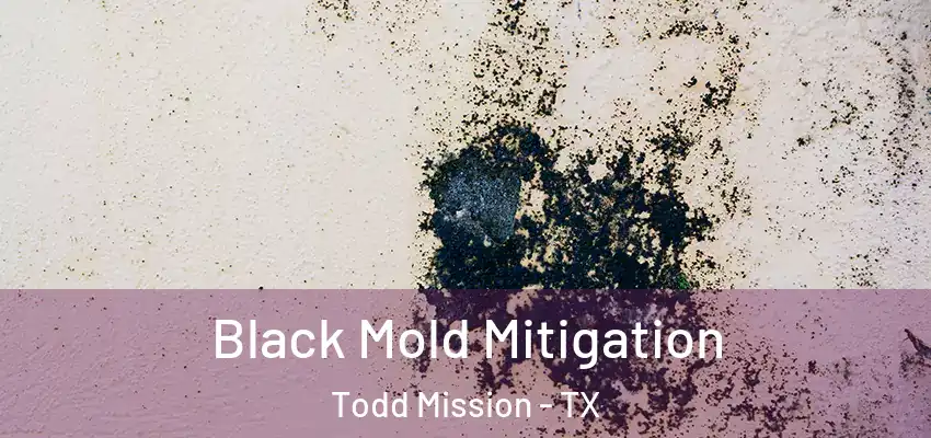  Black Mold Mitigation Todd Mission - TX