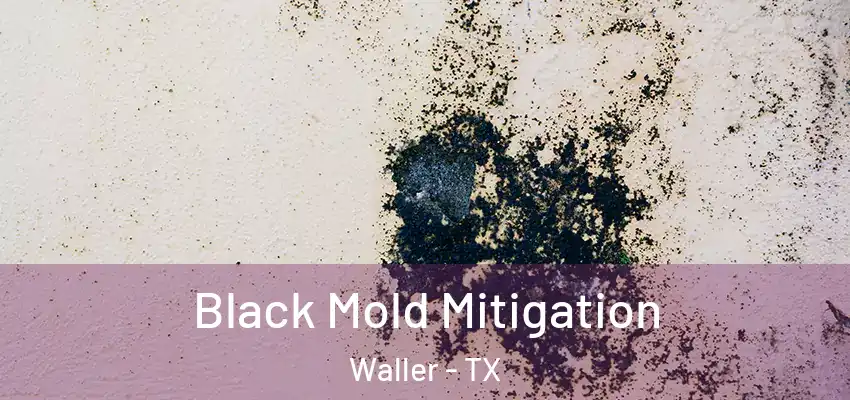  Black Mold Mitigation Waller - TX