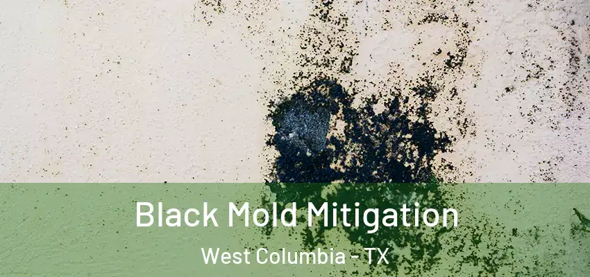  Black Mold Mitigation West Columbia - TX