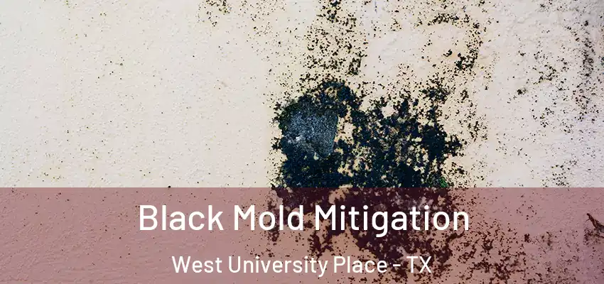 Black Mold Mitigation West University Place - TX