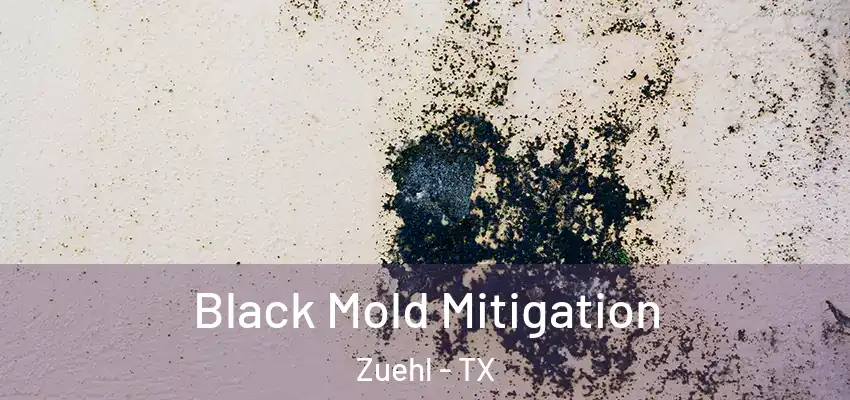 Black Mold Mitigation Zuehl - TX