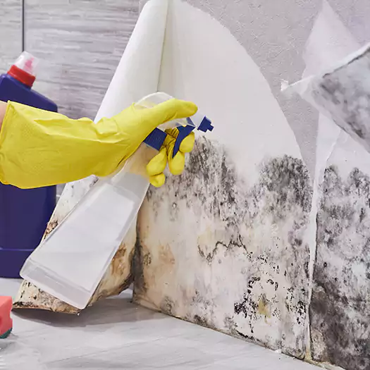 Reliable Mold Abatement Specialists in Conroe, TX