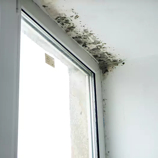 Trusted Mold on Bathroom Ceiling Experts in Conroe, TX