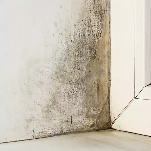 Skilled Mold on Drywall Experts in Conroe, TX