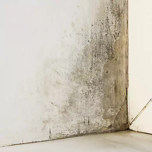 #1 Mold Remediation and Removal Experts in Conroe, TX