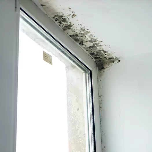 Reliable Mold Treatment Specialists in Conroe, TX