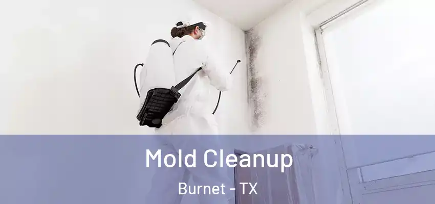 Mold Cleanup Burnet - TX
