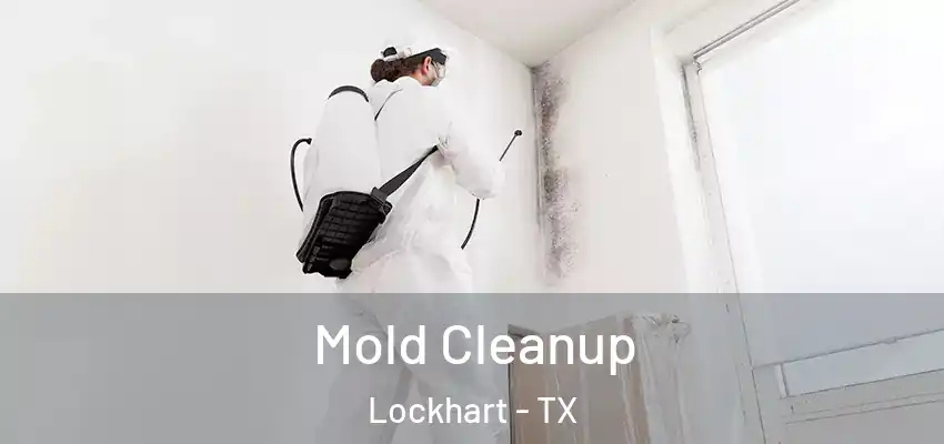  Mold Cleanup Lockhart - TX
