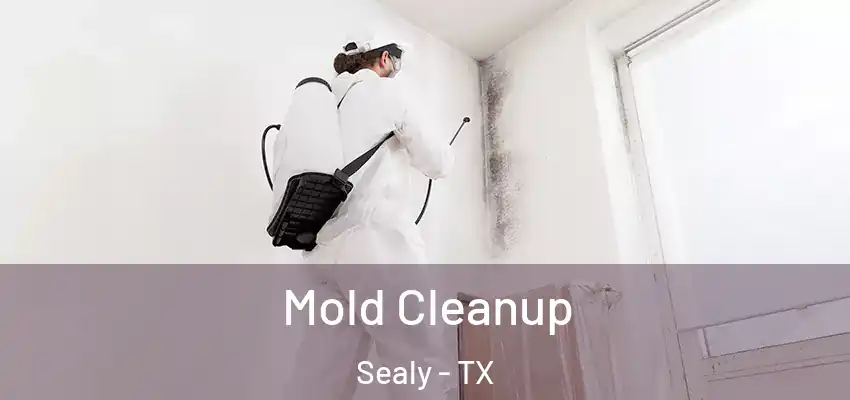  Mold Cleanup Sealy - TX