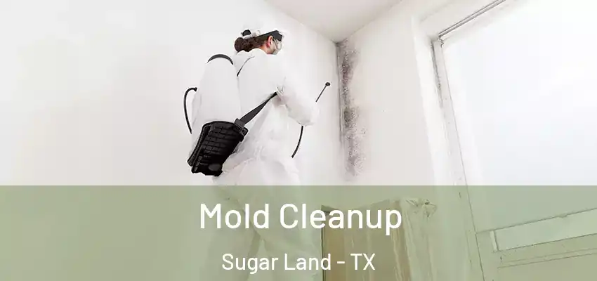 Mold Cleanup Sugar Land - TX