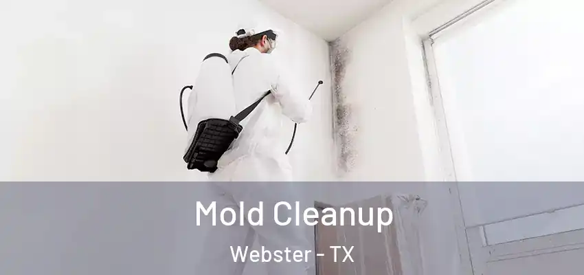  Mold Cleanup Webster - TX