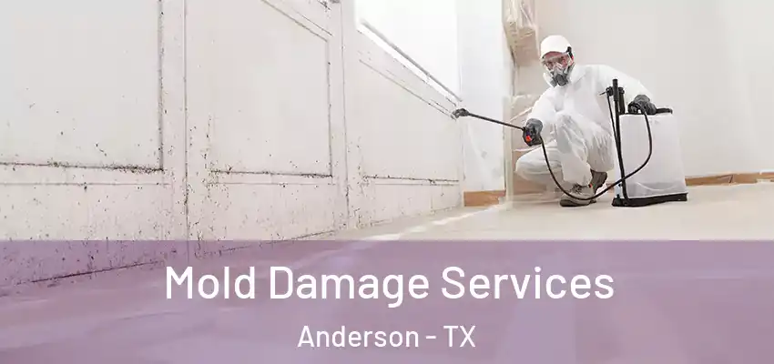  Mold Damage Services Anderson - TX