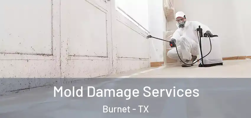  Mold Damage Services Burnet - TX